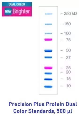 precision protein ladder|Precision Plus Protein™ Dual Color Standards from Bio